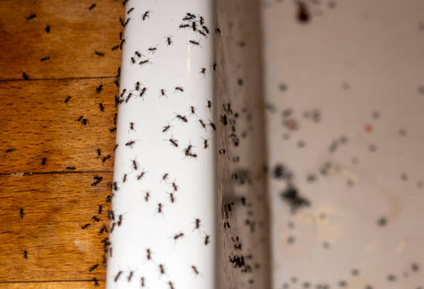 Best Ant Control Services  in Sunnyvale, TX